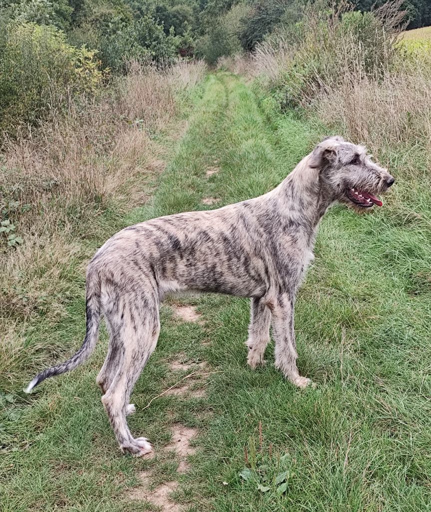 Arthur weasley Des Vives Etoiles D’Argent