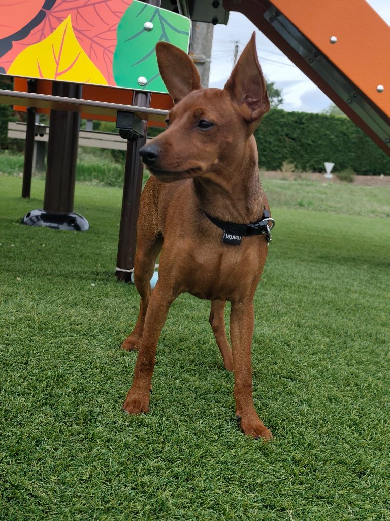 Les Pinscher nain de l'affixe   L'alliance De Mallory