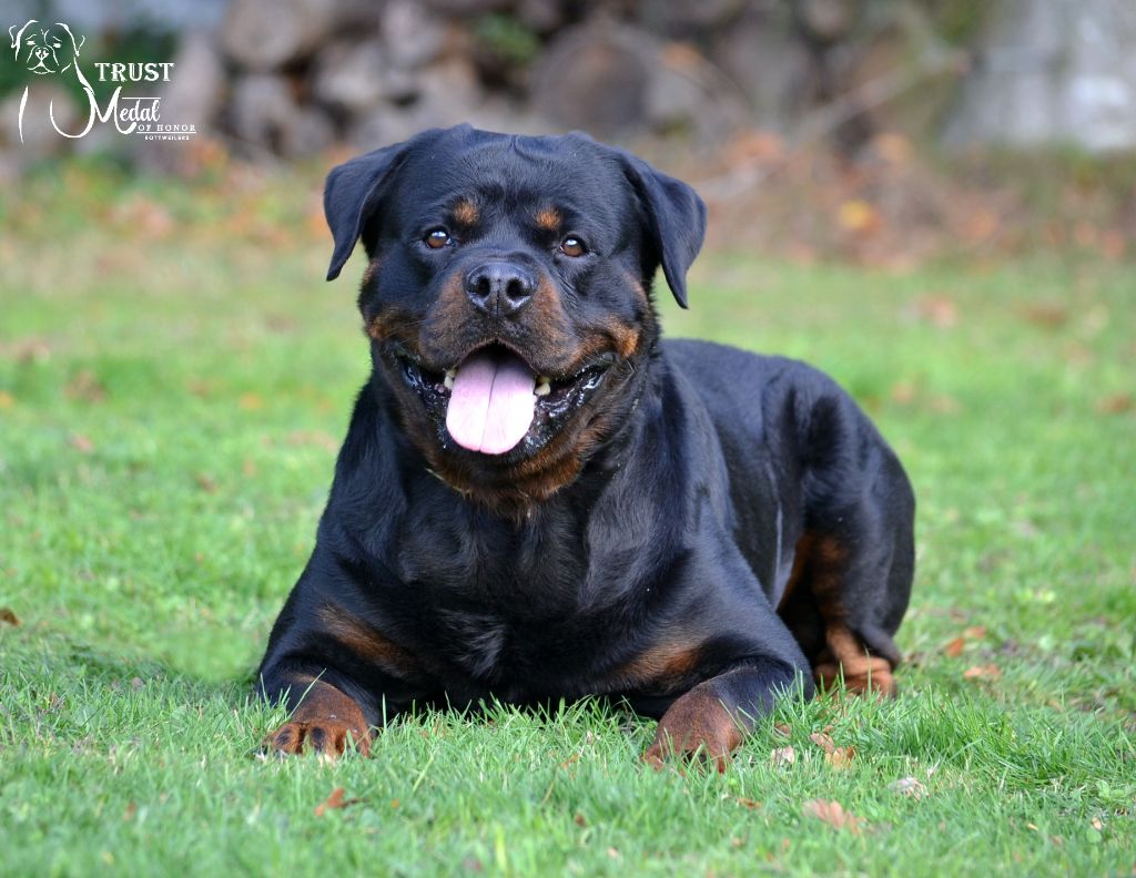 Les Rottweiler de l'affixe   Medal of Honor