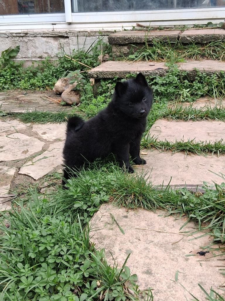 Les Schipperke de l'affixe   Des Regards Brulants