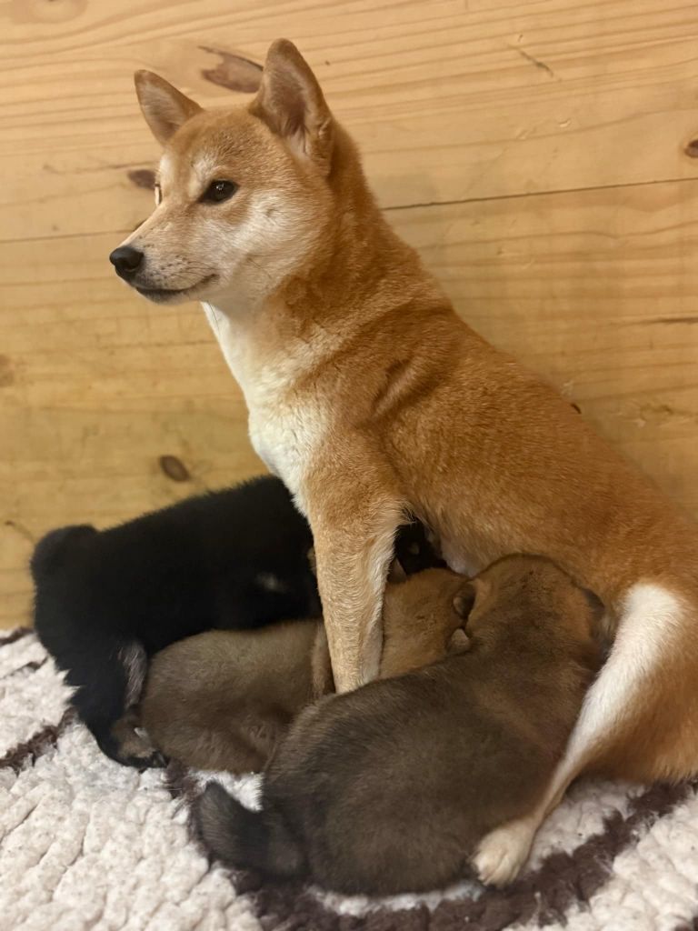 Les Shiba de l'affixe   Des Terres De Norfendre