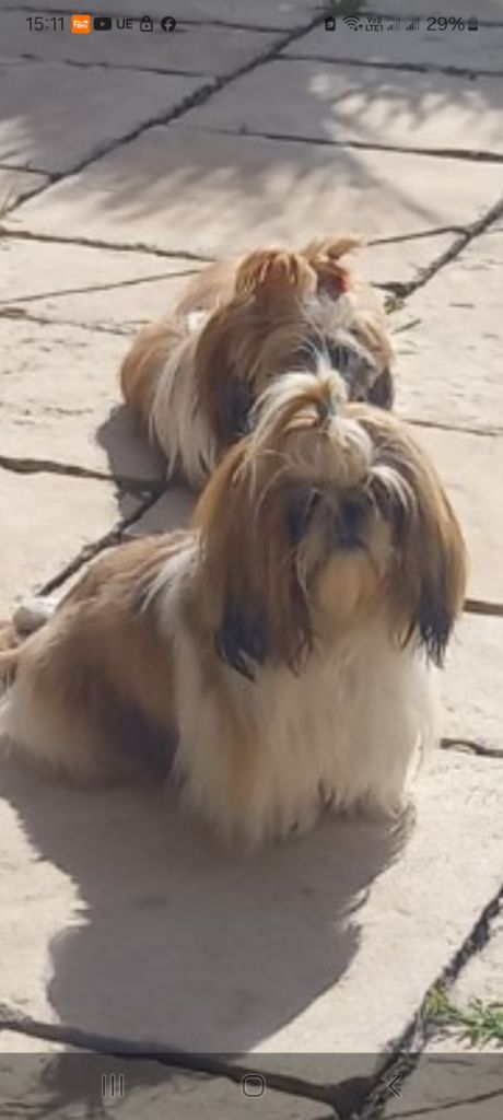 Vivaldi de la vallée aux mille fleurs