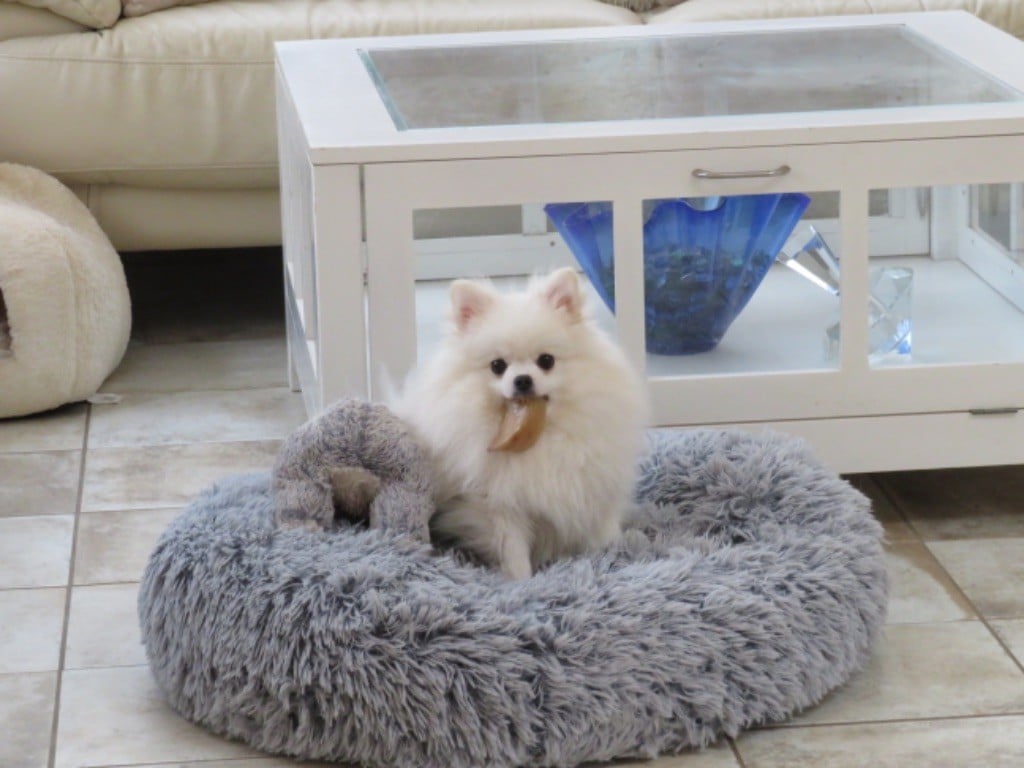 CH. Teddy bear D'Arlande