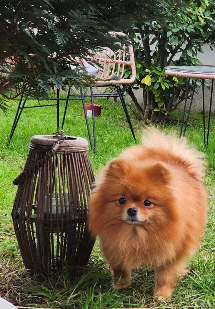 Les Spitz allemand de l'affixe   Jardin de la Petite Etoile