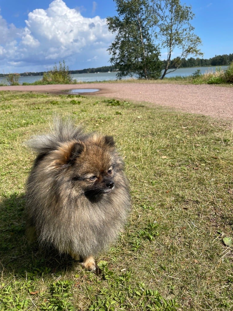Les Spitz allemand de l'affixe   Of Cunning Meikifox