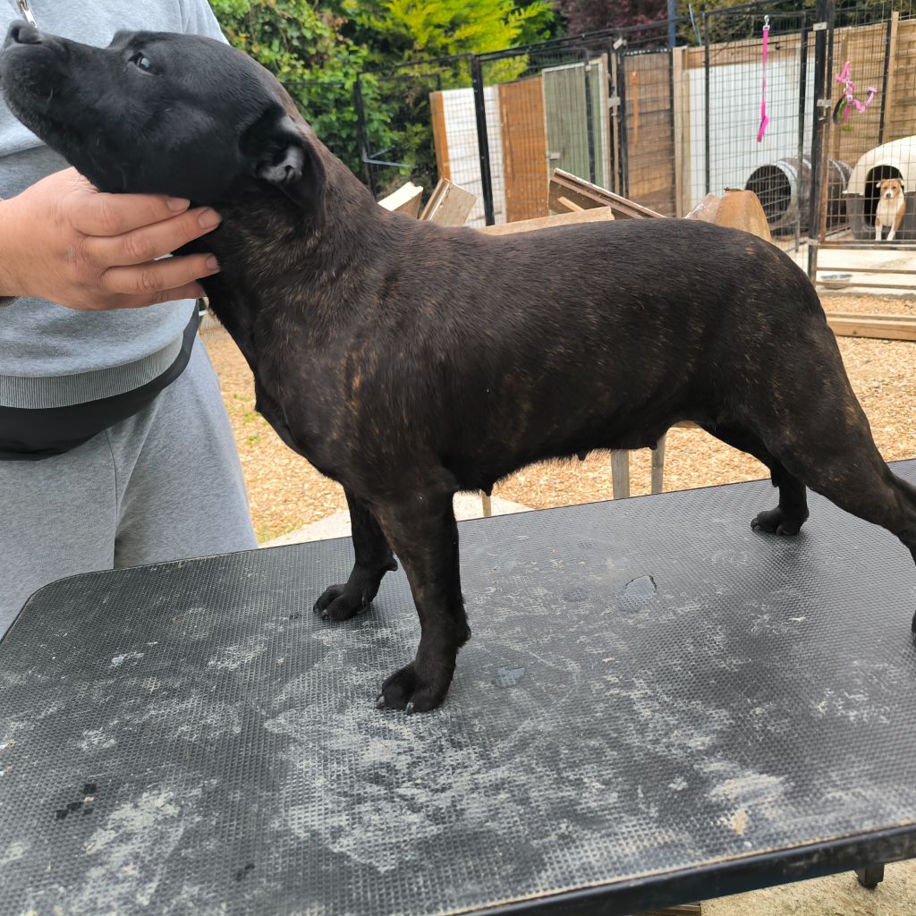 Les Staffordshire Bull Terrier de l'affixe   American Diamond