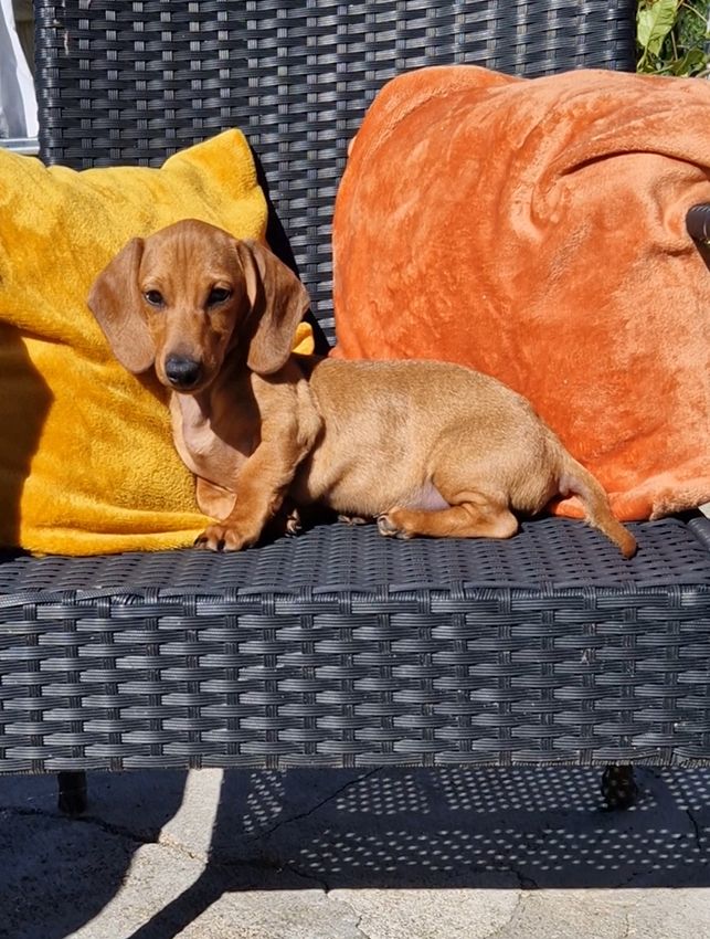 Les Teckel poil ras de l'affixe   de Milantosa