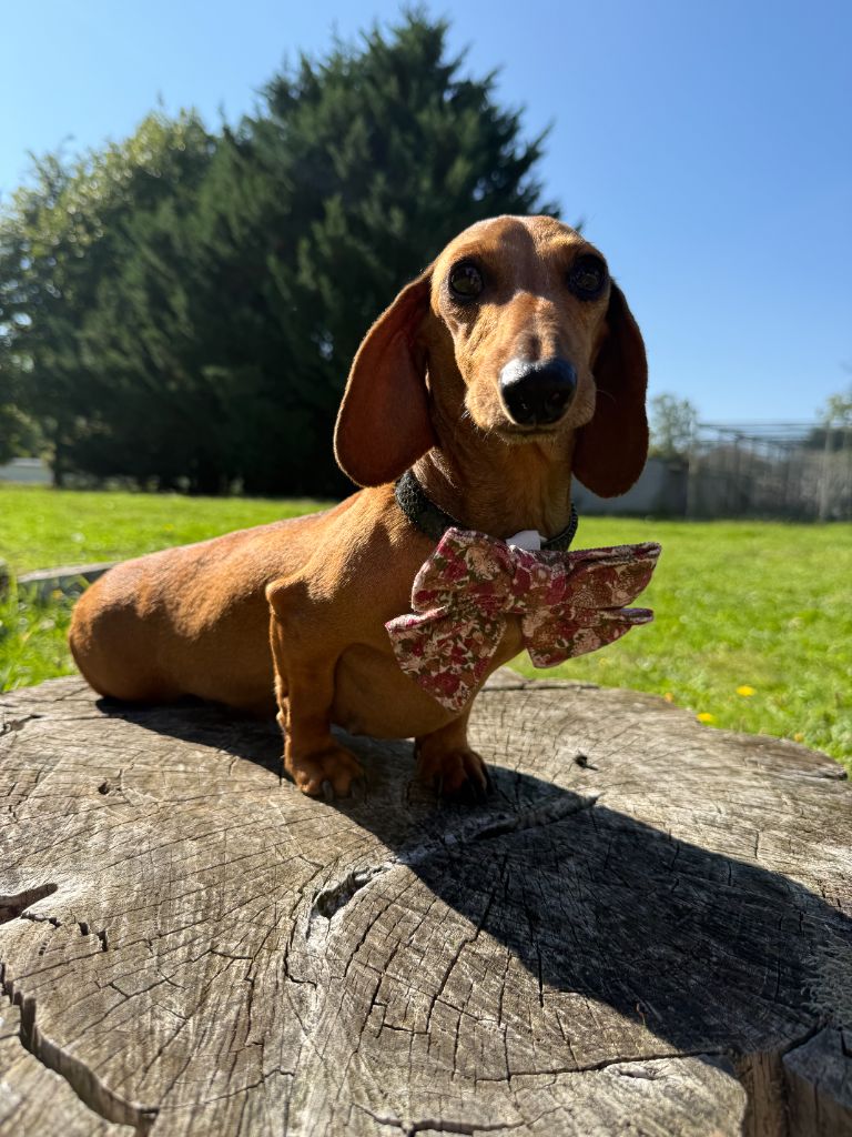 Les Teckel poil ras de l'affixe   De La Foret Du Landy