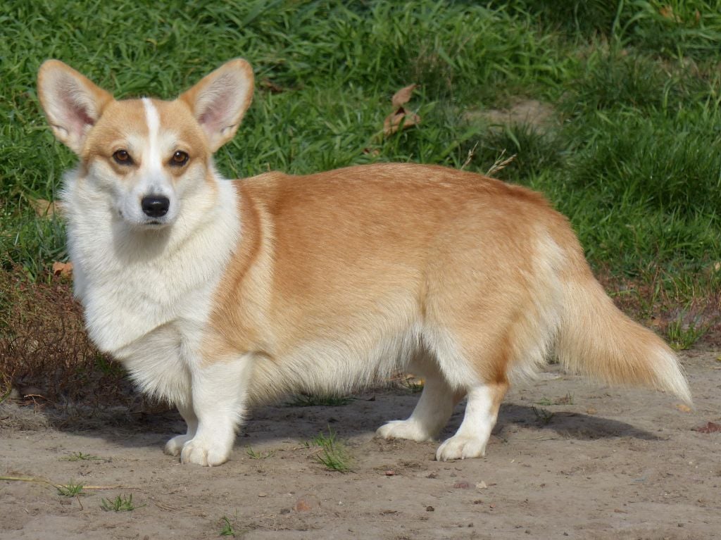 Les Welsh Corgi Pembroke de l'affixe   du Domaine de Boisceaux