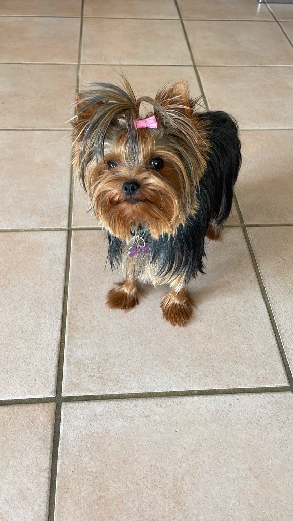 Unique dolly De La Lionne Des Neiges