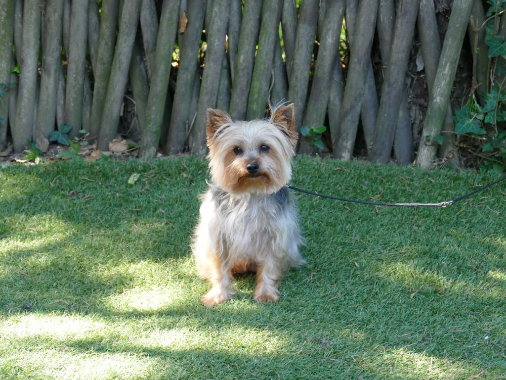 Opaline dite oceane (Sans Affixe)