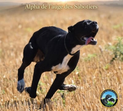 Étalon Pointer - Alpha De L'auge Des Sabotiers