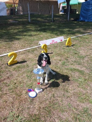 Étalon English Springer Spaniel - Athena Du Domaine Du Springer