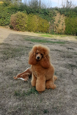 Étalon Caniche - Amourette romantique De L'Enchantement Des Muses