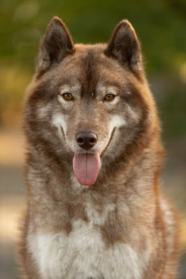 Étalon Siberian Husky - Chiara della bella clarissa