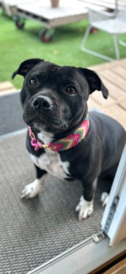 Étalon Staffordshire Bull Terrier - Auna de la Confiance Canine AJS