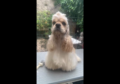 Étalon American Cocker Spaniel - Almond joy Angel Of Cooky
