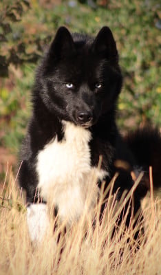 Étalon Siberian Husky - eskifavorite Noch' temna xena