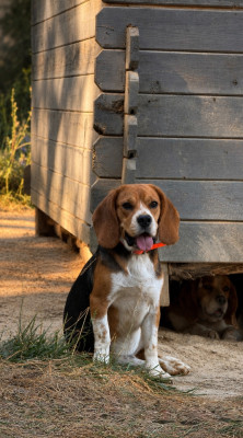 Étalon Beagle - Attos (Sans Affixe)