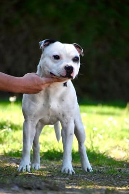 Étalon Staffordshire Bull Terrier - Victim success du Royaume Du Nanny Dog