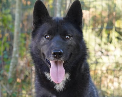 Étalon Siberian Husky - Alcateia Das Neves Amulette