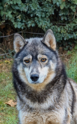 Étalon Siberian Husky - Roots De La Fleur De Lys De La Ternoise
