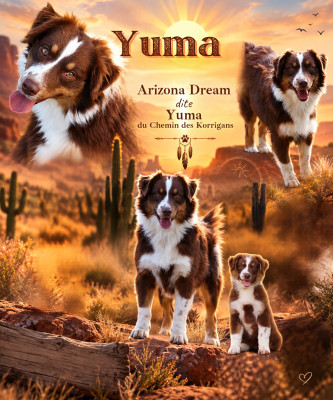 Étalon Berger Australien - Arizona dream dite yuma du chemin des korrigans