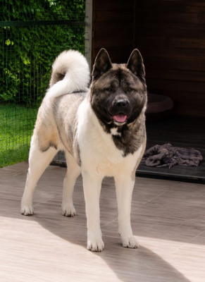 Étalon Akita americain - U talkin' to me du Lac Brûlé