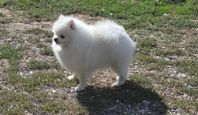 Étalon Spitz allemand - CH. CH .UMIKA du jardin de Mesoz