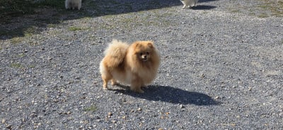 image de Vdina