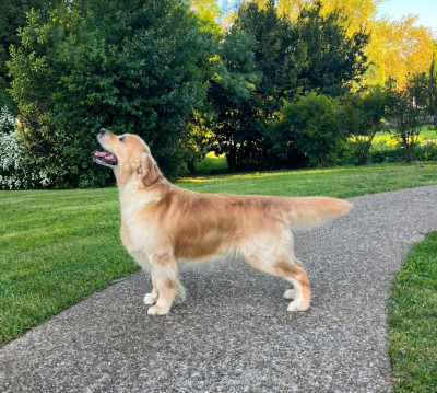 Étalon Golden Retriever - olvinglay Hogwarts mystery