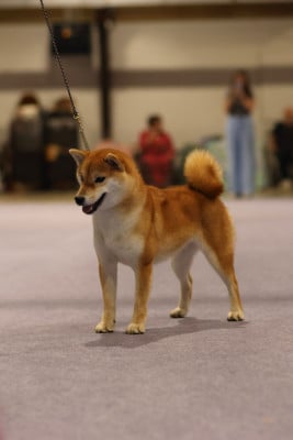 Étalon Shiba - Vvahei no kaoru Kitsune No Tani Kensha