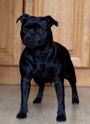 Étalon Staffordshire Bull Terrier - CH. Annunaki of the storm Du Domaine Des Juraires