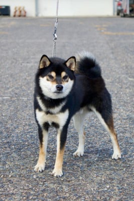 Étalon Shiba - CH. Akenomyosei Go Sakura Kensha