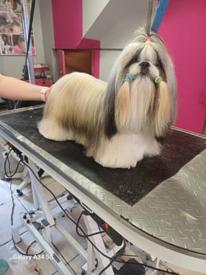 Étalon Shih Tzu - Apple-pie marcq aux poils