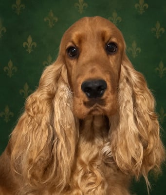 Étalon Cocker Spaniel Anglais - Veuve clicquot favorite du domaine de la Reine