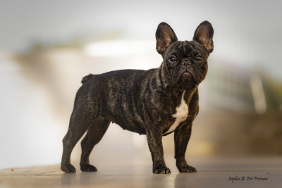 Étalon Bouledogue français - Aloha Du Val De Capsil