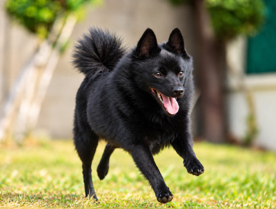 Étalon Schipperke - CH. A Little Star Rhéa Ripley du dragon rouge de jupiter
