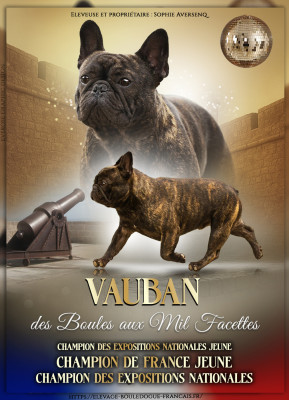 Étalon Bouledogue français - CH. Vauban des boules aux mil facettes