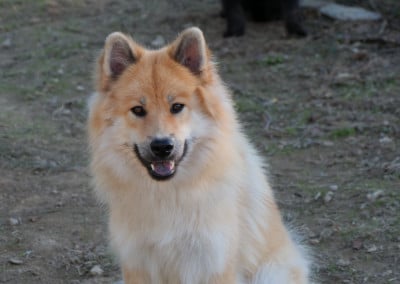 Étalon Eurasier - Alchimie Des Légendes De La Louve Arc-en-ciel