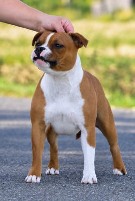 Étalon Staffordshire Bull Terrier - JCH. Akuna Matata House Of Warrior