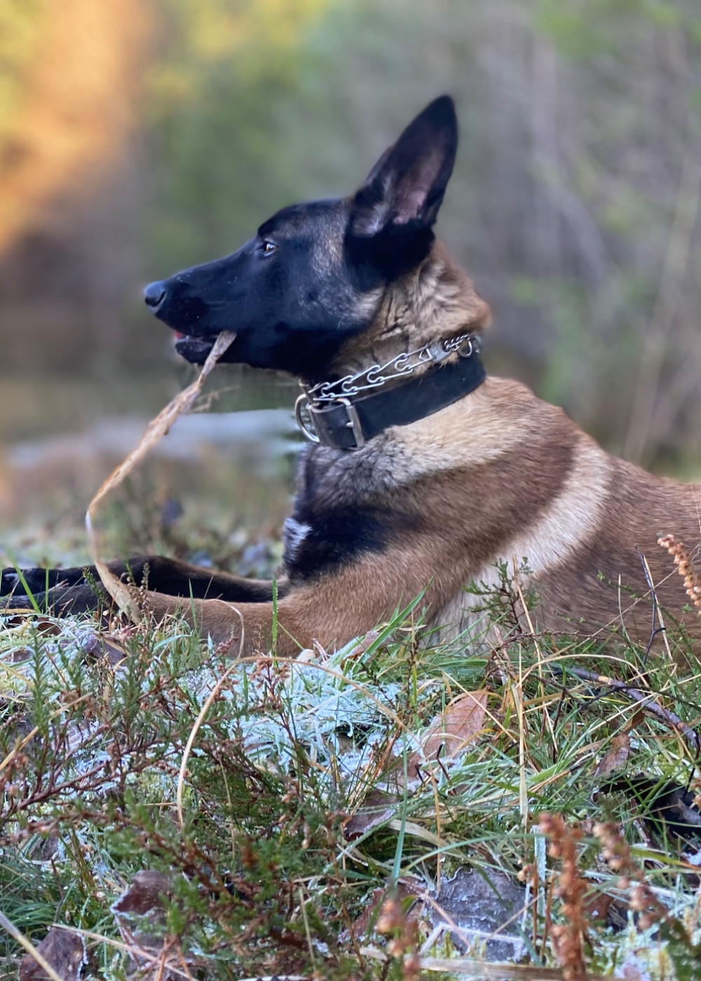 Les Berger Belge de l'affixe   du Domaine De La Rebeyrie
