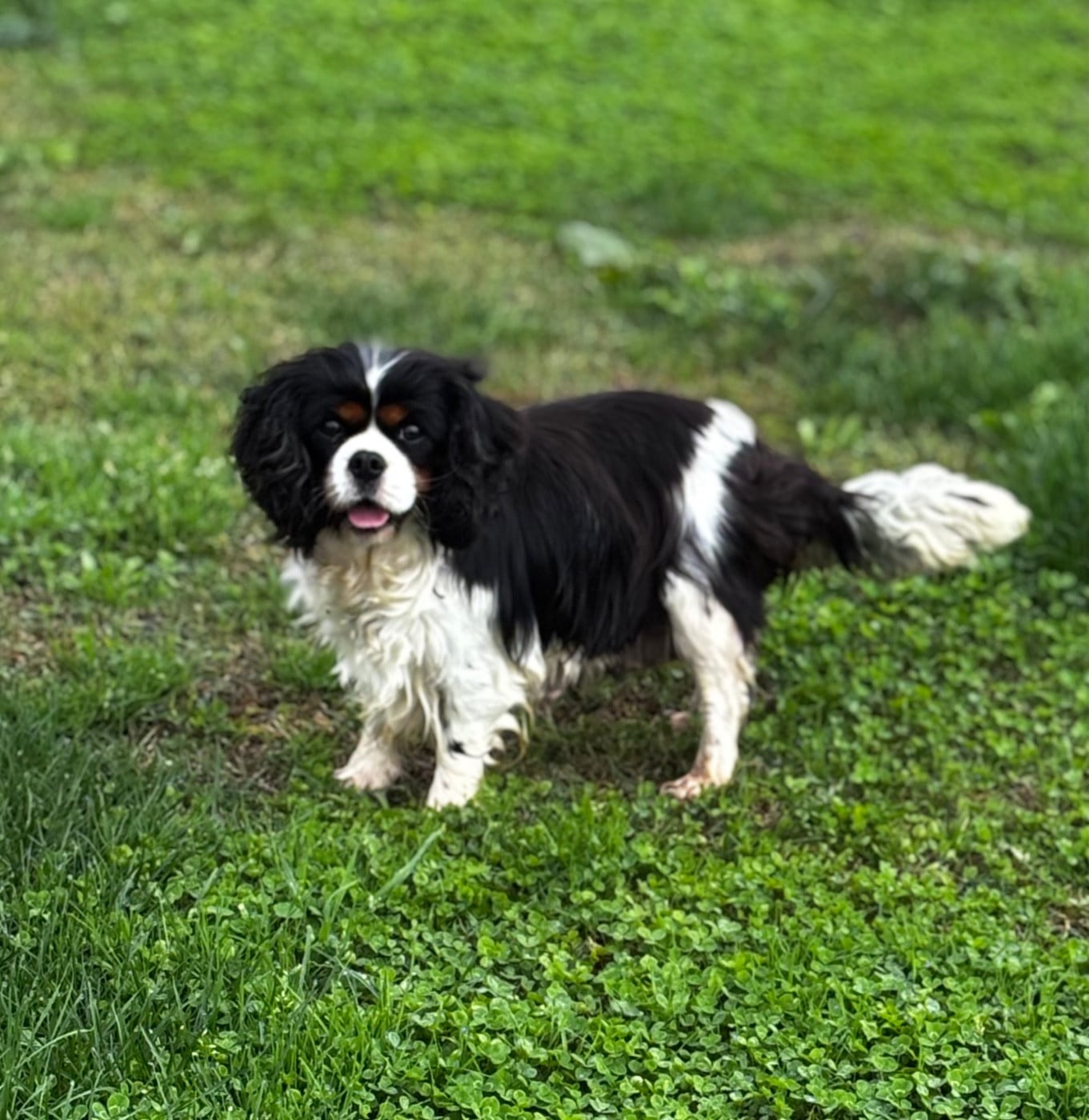 Les Cavalier King Charles Spaniel de l'affixe   Du Royaume De Pandess