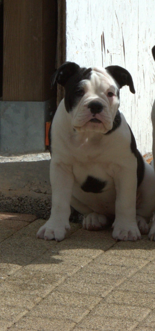 Les Bulldog continental de l'affixe   Du Domaine Du Grelot Perdu