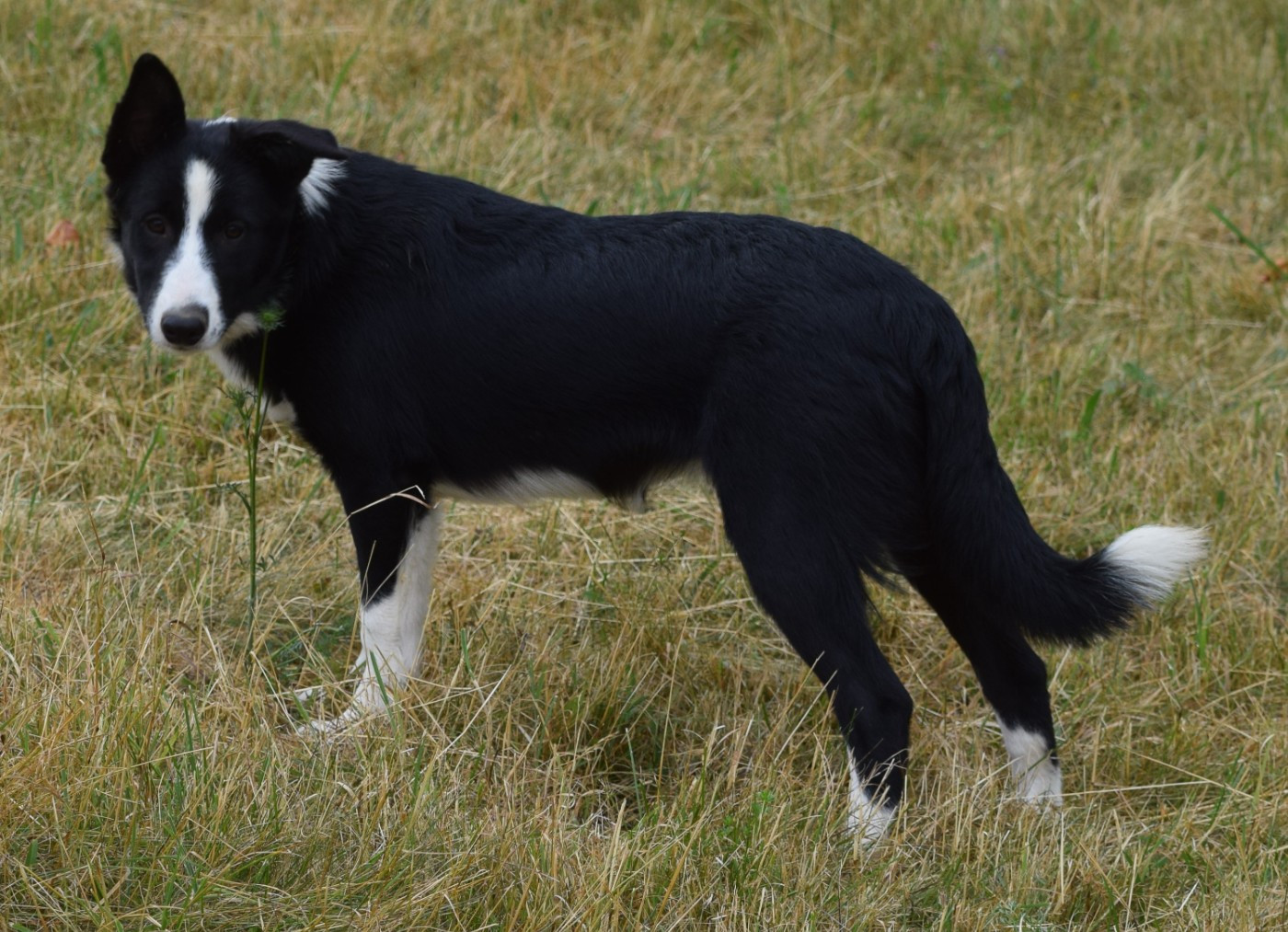 ARYA De La Vallee Du Douro