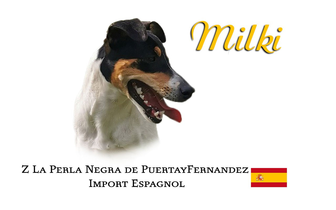 Les Ratonero bodeguero andaluz de l'affixe   Alma Ardiente