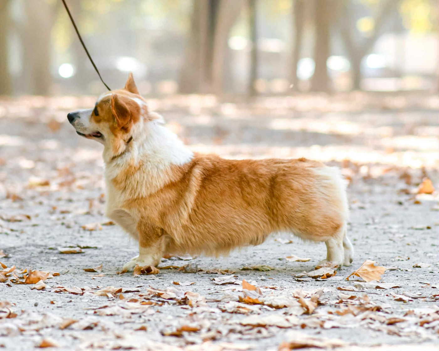 Les Welsh Corgi Pembroke de l'affixe   Des Crocs Du Mas