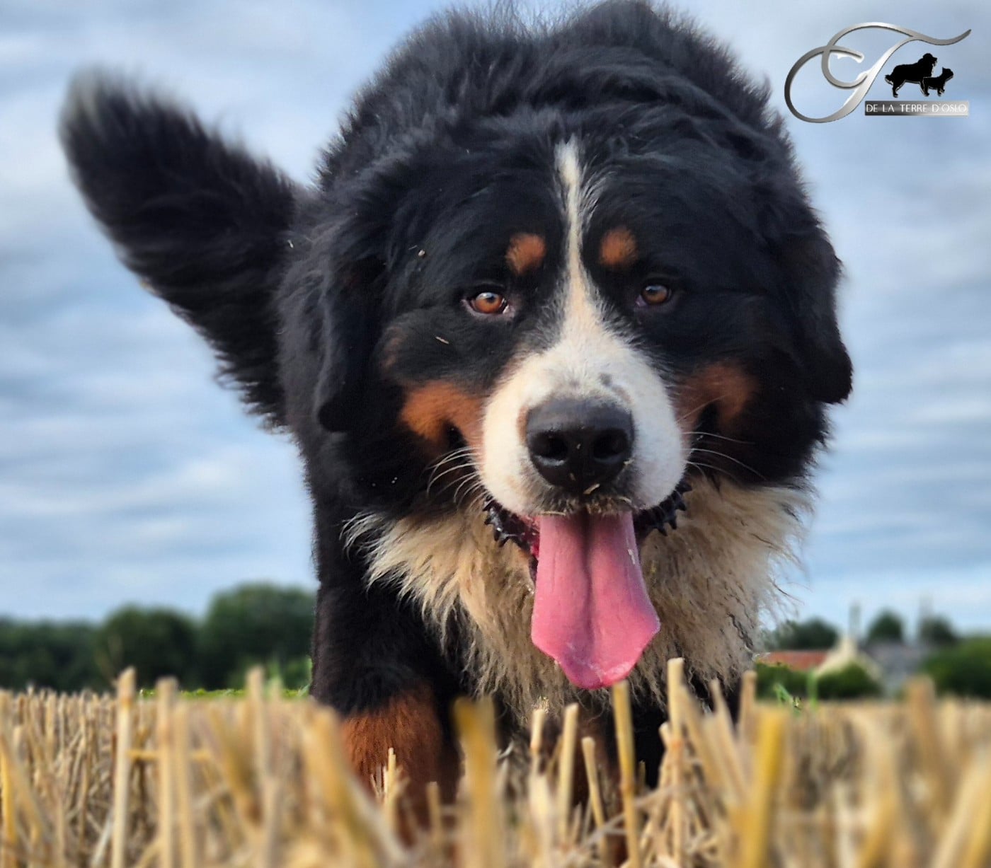 Les Bouvier Bernois de l'affixe   De La Terre D'Oslo