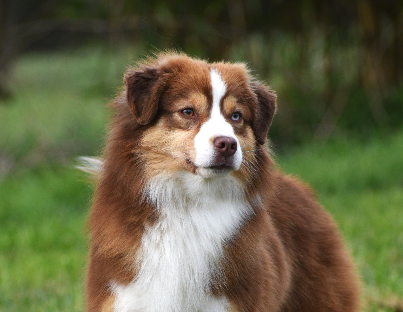 Les Berger Américain Miniature  de l'affixe   Of Betty's Memory