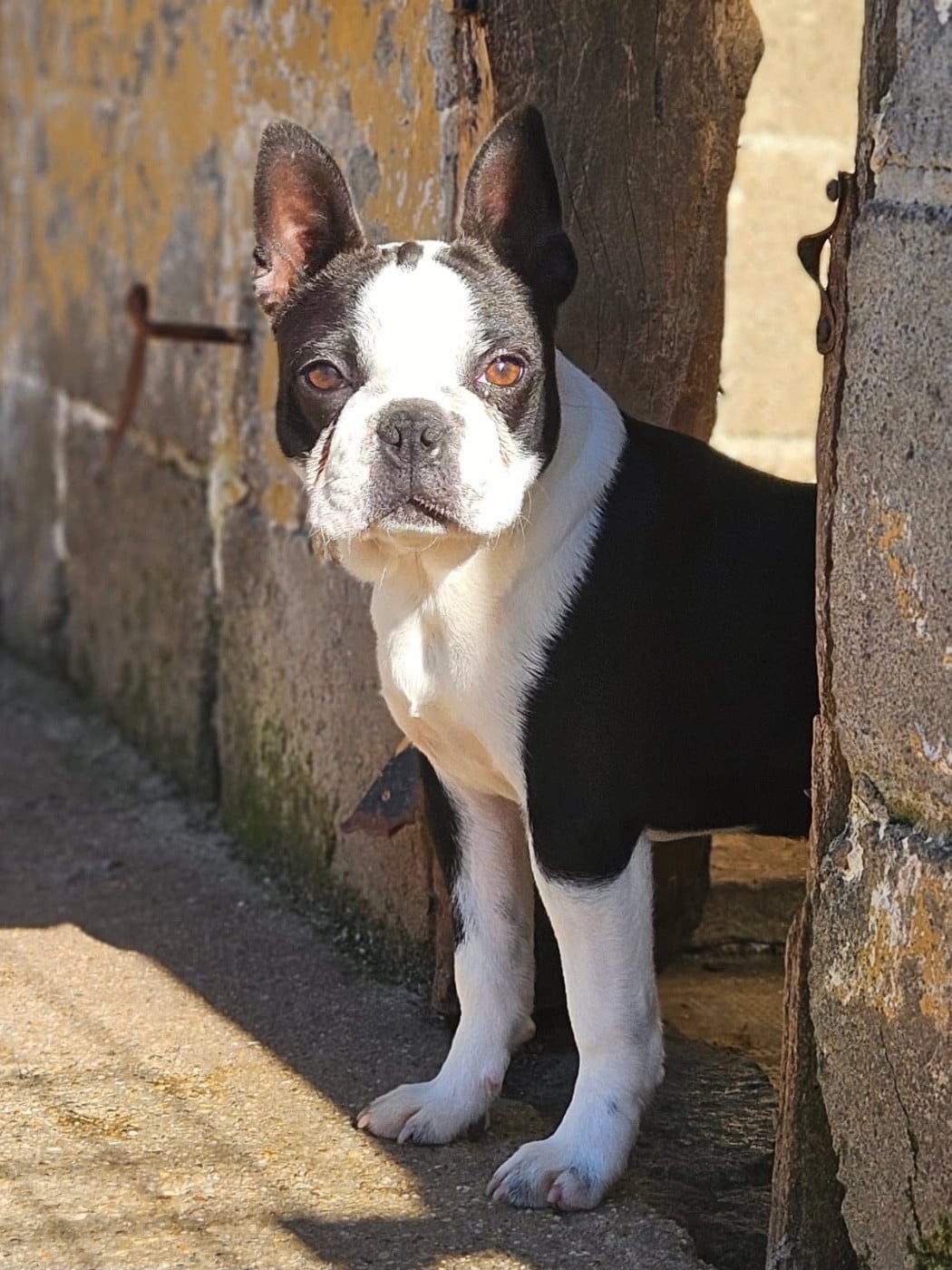 Les Boston Terrier de l'affixe   Les Gardiens Du Pitchoun